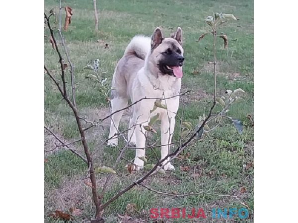 Američka akita, parenje