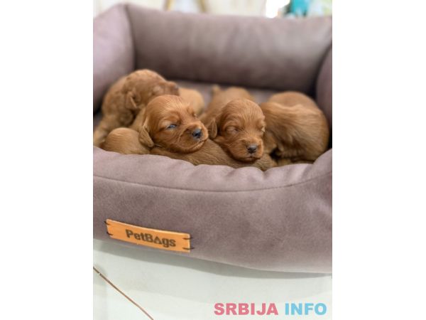 Crveni Cockapoo &scaron;tenci