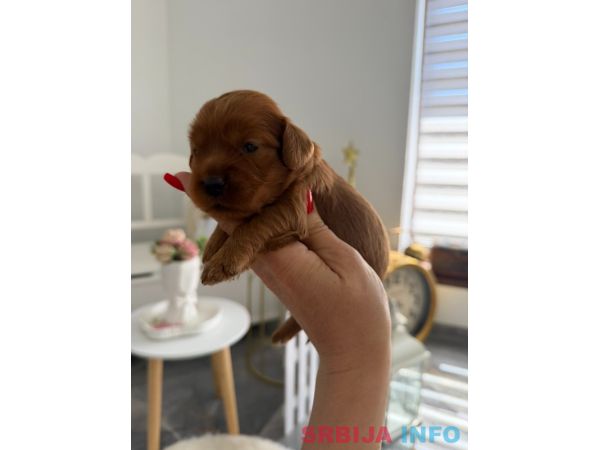 Crveni Cockapoo &scaron;tenci