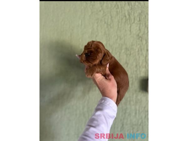 Crveni Cockapoo &scaron;tenci