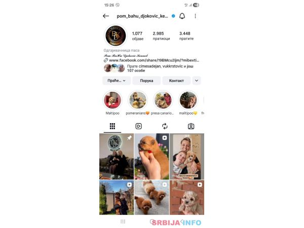 Crveni Cockapoo &scaron;tenci