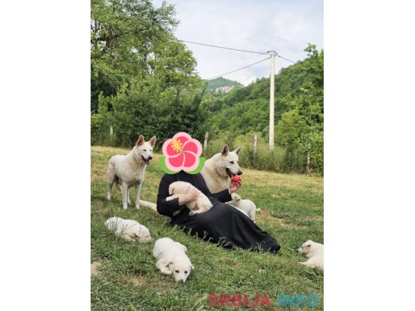 Beli &scaron;vajcarski ovčar prelepi &scaron;tenci