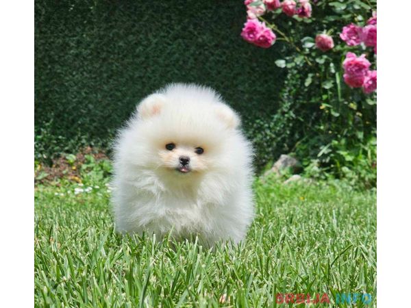 Pomeranac BOO medvedići, Pomeranski Špic štenci