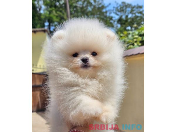 Pomeranac BOO medvedići, Pomeranski &Scaron;pic &scaron;tenci