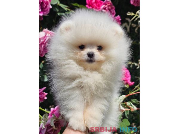 Pomeranac BOO medvedići, Pomeranski &Scaron;pic &scaron;tenci