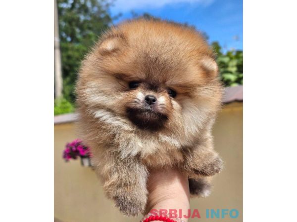 Pomeranac BOO medvedići, Pomeranski &Scaron;pic &scaron;tenci