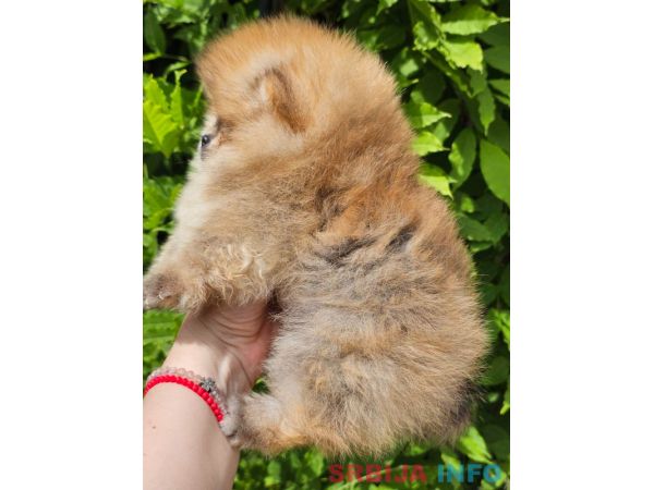 Pomeranac BOO medvedići, Pomeranski &Scaron;pic &scaron;tenci