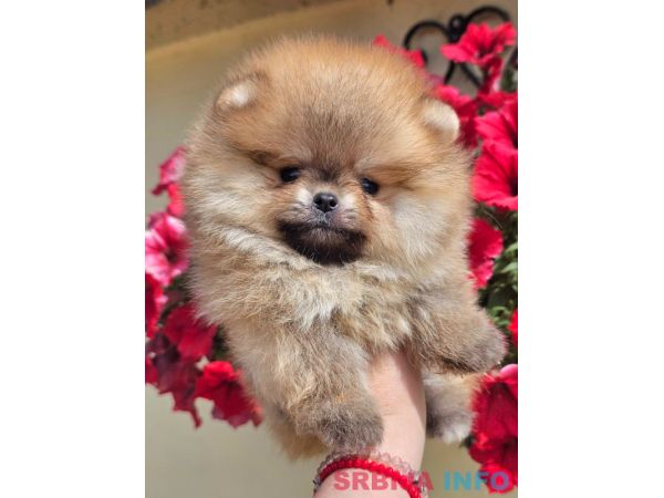 Pomeranac BOO medvedići, Pomeranski &Scaron;pic &scaron;tenci