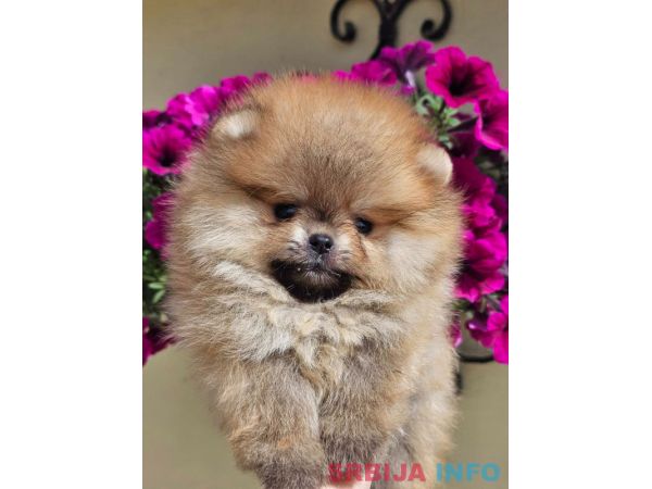 Pomeranac BOO medvedići, Pomeranski &Scaron;pic &scaron;tenci
