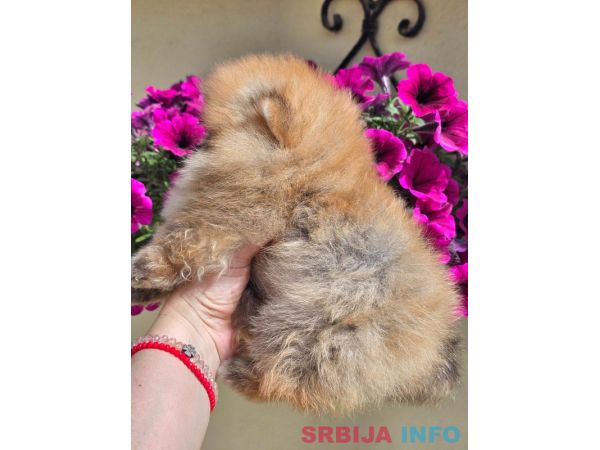 Pomeranac BOO medvedići, Pomeranski &Scaron;pic &scaron;tenci