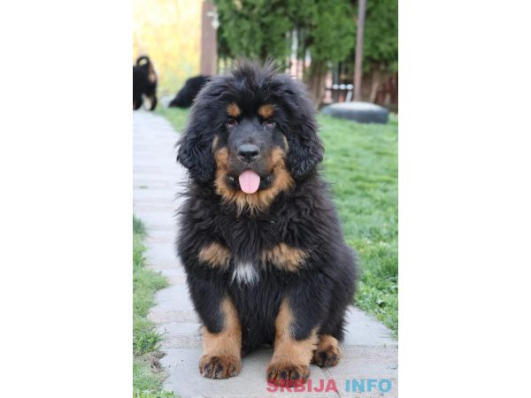 Tibetski mastif, &scaron;tenci