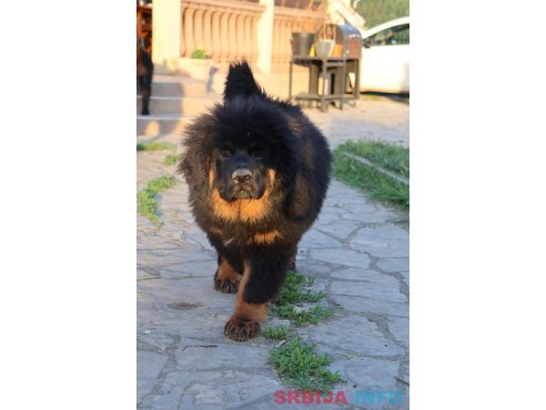 Tibetski mastif, &scaron;tenci
