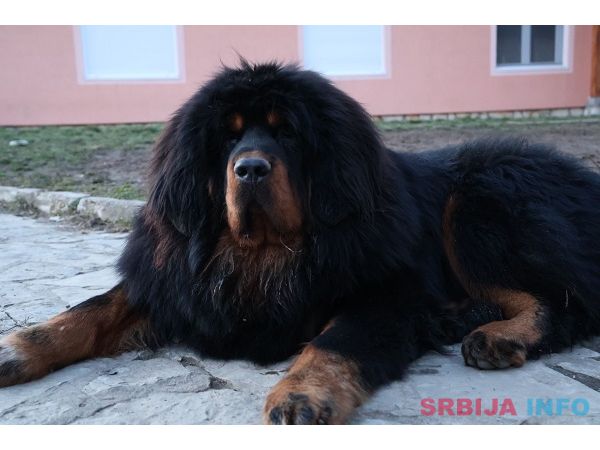 Tibetski mastif, &scaron;tenci