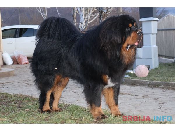 Tibetski mastif, &scaron;tenci