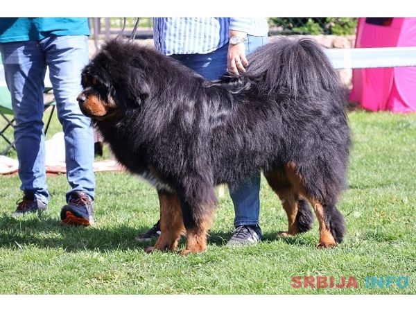 Tibetski mastif, &scaron;tenci
