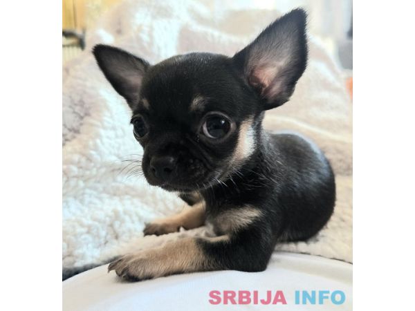 Vrhunski &scaron;tenci EKSTRA MINI čivave 
