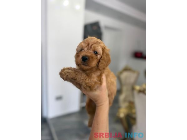 Goldendoodle prelepi &scaron;tenci
