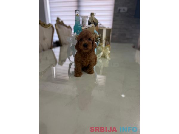Goldendoodle prelepi &scaron;tenci