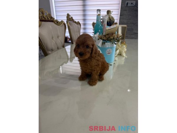 Goldendoodle prelepi &scaron;tenci