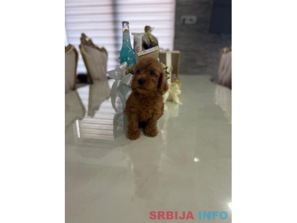 Goldendoodle prelepi &scaron;tenci