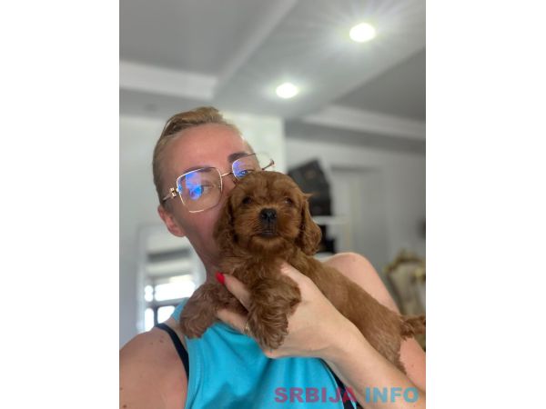 Goldendoodle prelepi &scaron;tenci