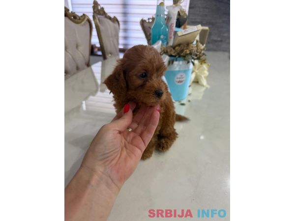 Goldendoodle prelepi &scaron;tenci
