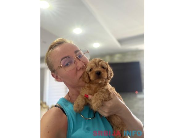 Goldendoodle prelepi &scaron;tenci