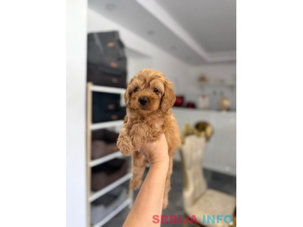 Goldendoodle prelepi &scaron;tenci