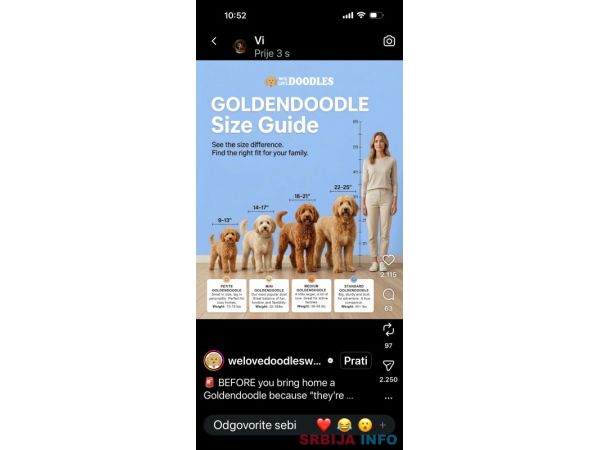Goldendoodle prelepi &scaron;tenci
