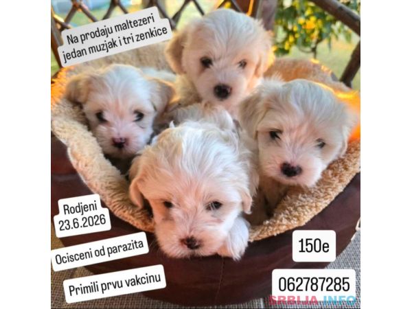 Na prodaju maltezeri Jedan mužjak i tri ženkice 