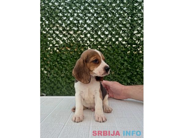 Bigl prelepi štenci