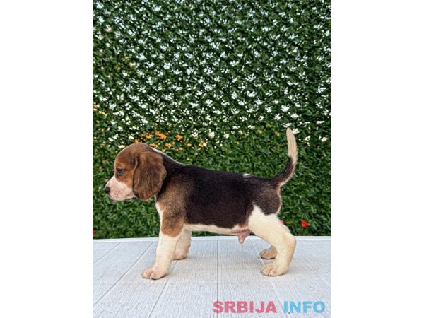 Bigl prelepi &scaron;tenci