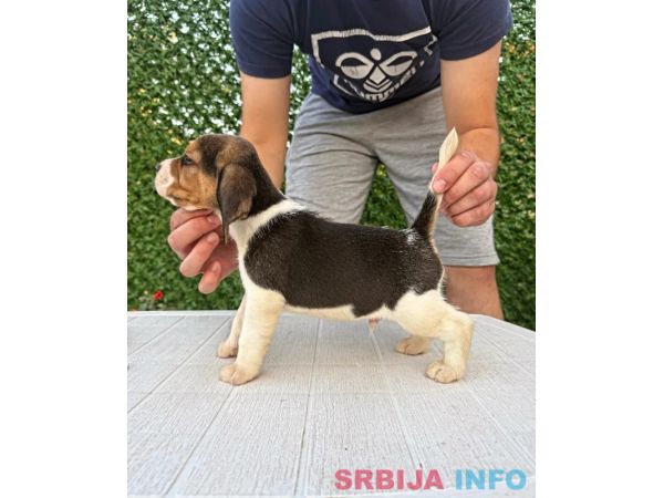 Bigl prelepi &scaron;tenci