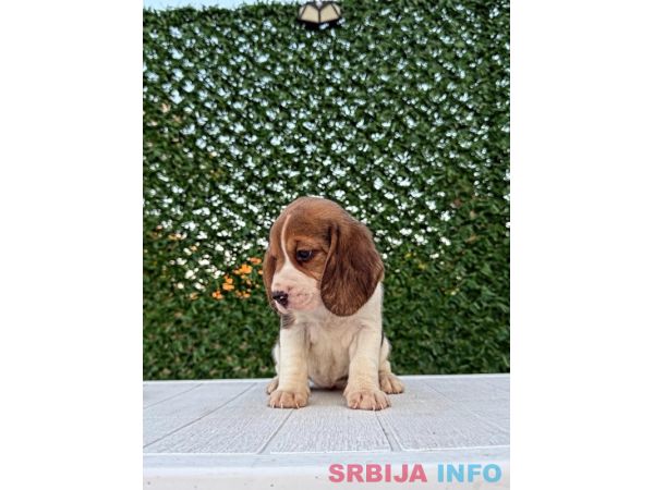 Bigl prelepi &scaron;tenci