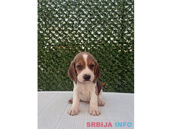 Bigl prelepi &scaron;tenci