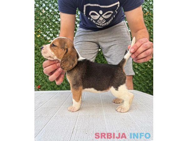 Bigl prelepi &scaron;tenci