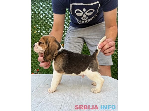 Bigl prelepi &scaron;tenci