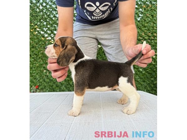 Bigl prelepi &scaron;tenci