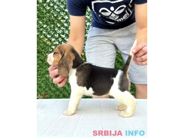 Bigl prelepi &scaron;tenci