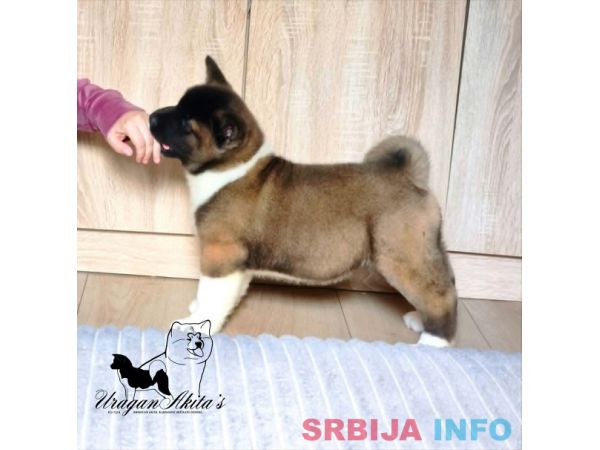 Američka akita, štenad