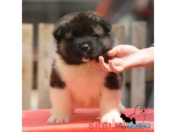 Američka akita, &scaron;tenad