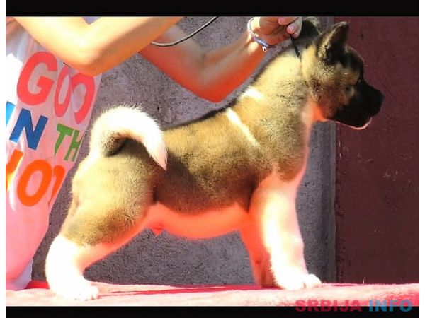 Američka akita, &scaron;tenad