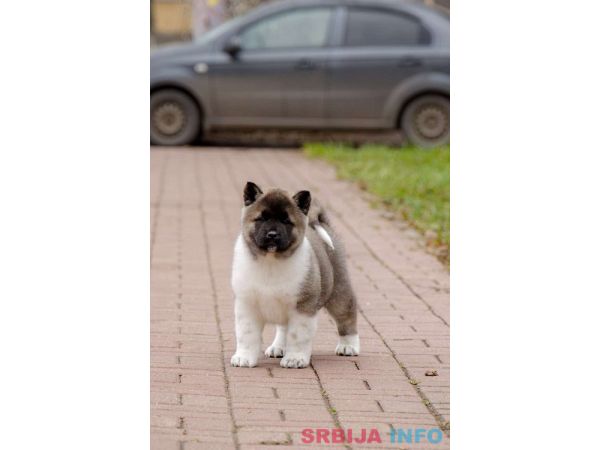 Američka akita, &scaron;tenad