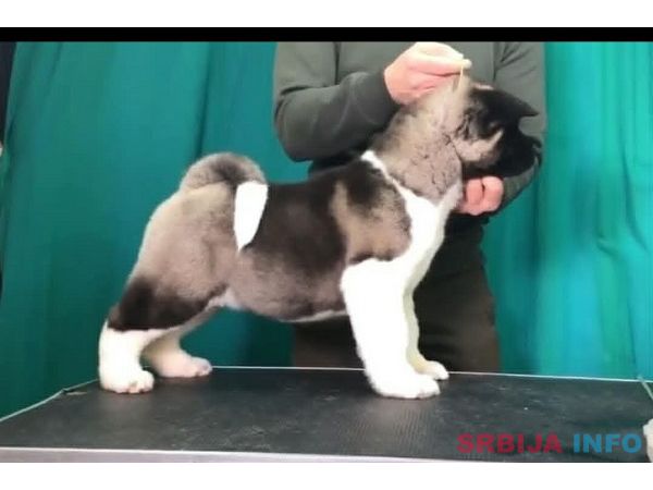 Američka akita, &scaron;tenad
