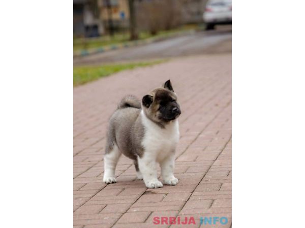 Američka akita, &scaron;tenad