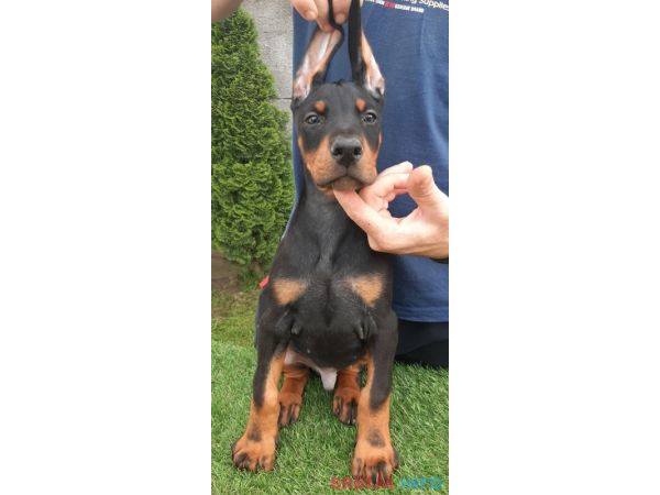Doberman 