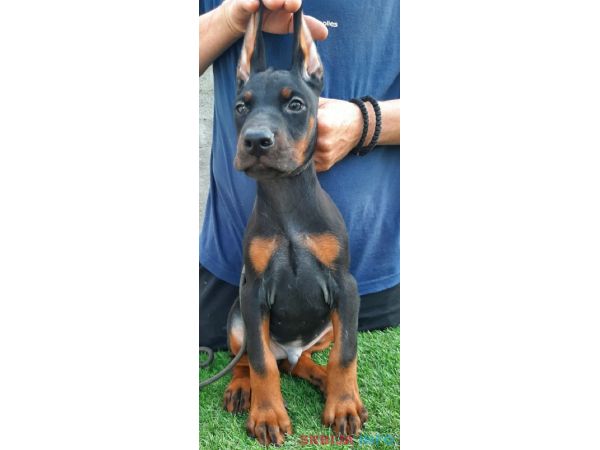 Doberman 