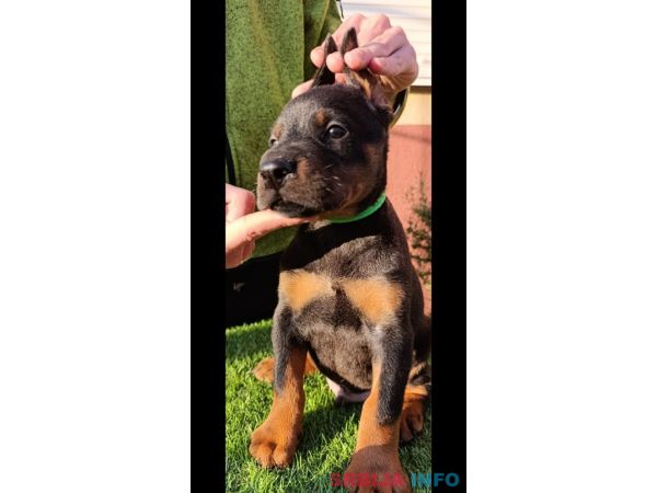 Doberman 