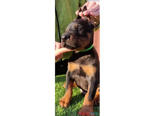Doberman 