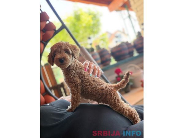 Toy Pudle na prodaju
